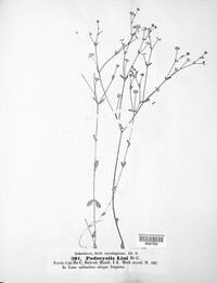 Melampsora lini image